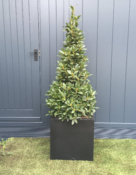 Pyramid Bay in Black Cube Planter