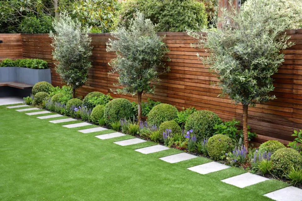 Olive trees and box balls with lavender in border