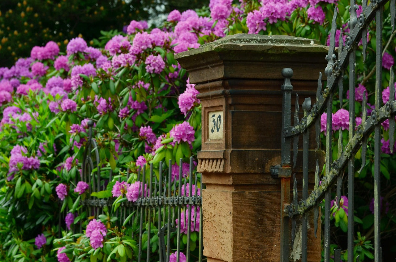 London Gate rhododendron