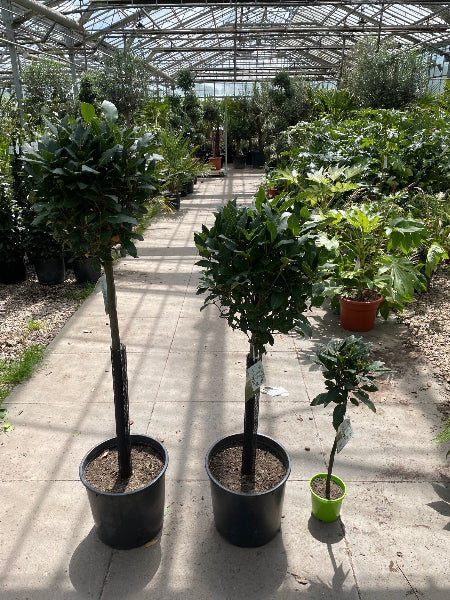 Different Sized Bay Trees