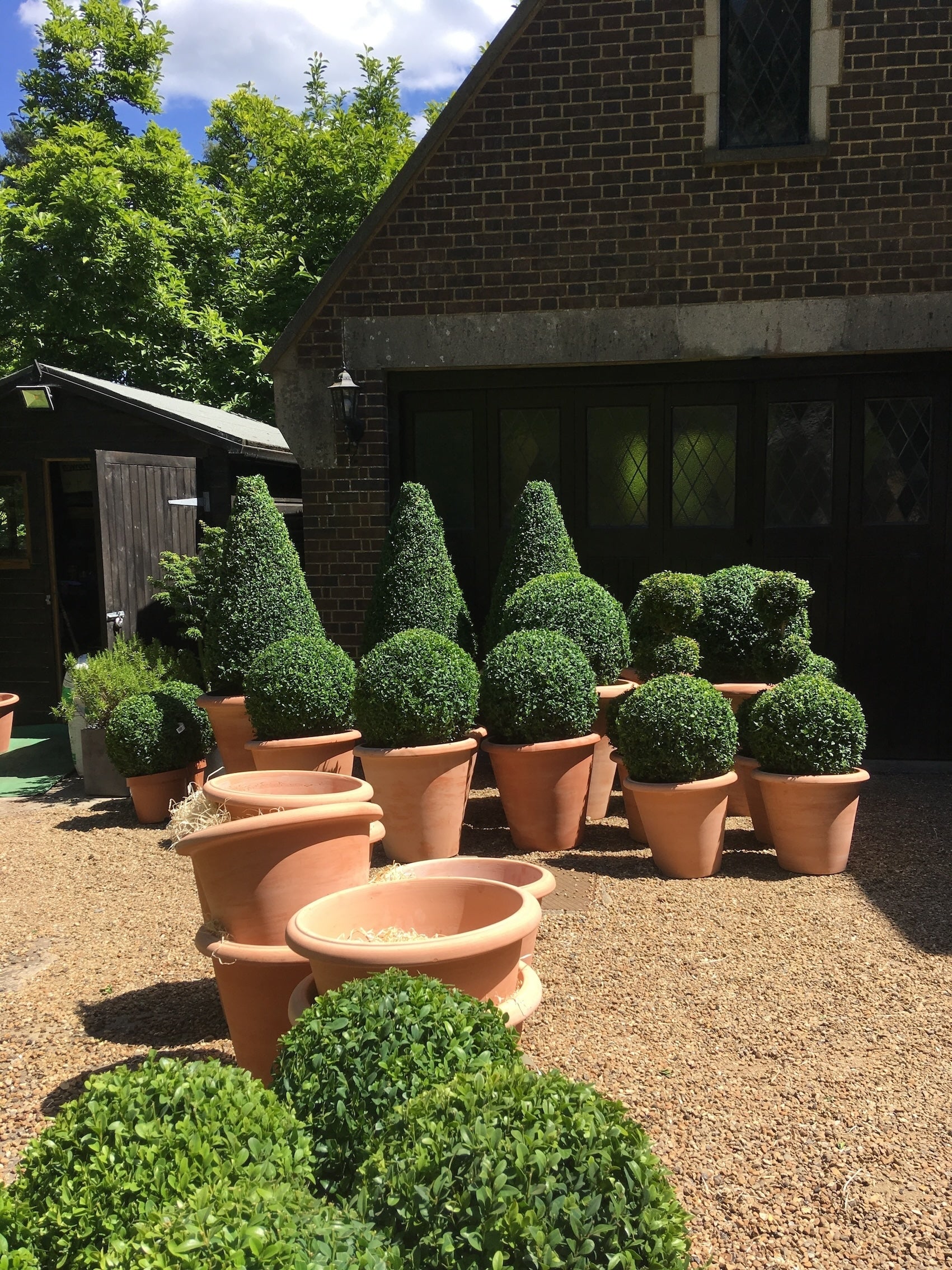 Potted plants