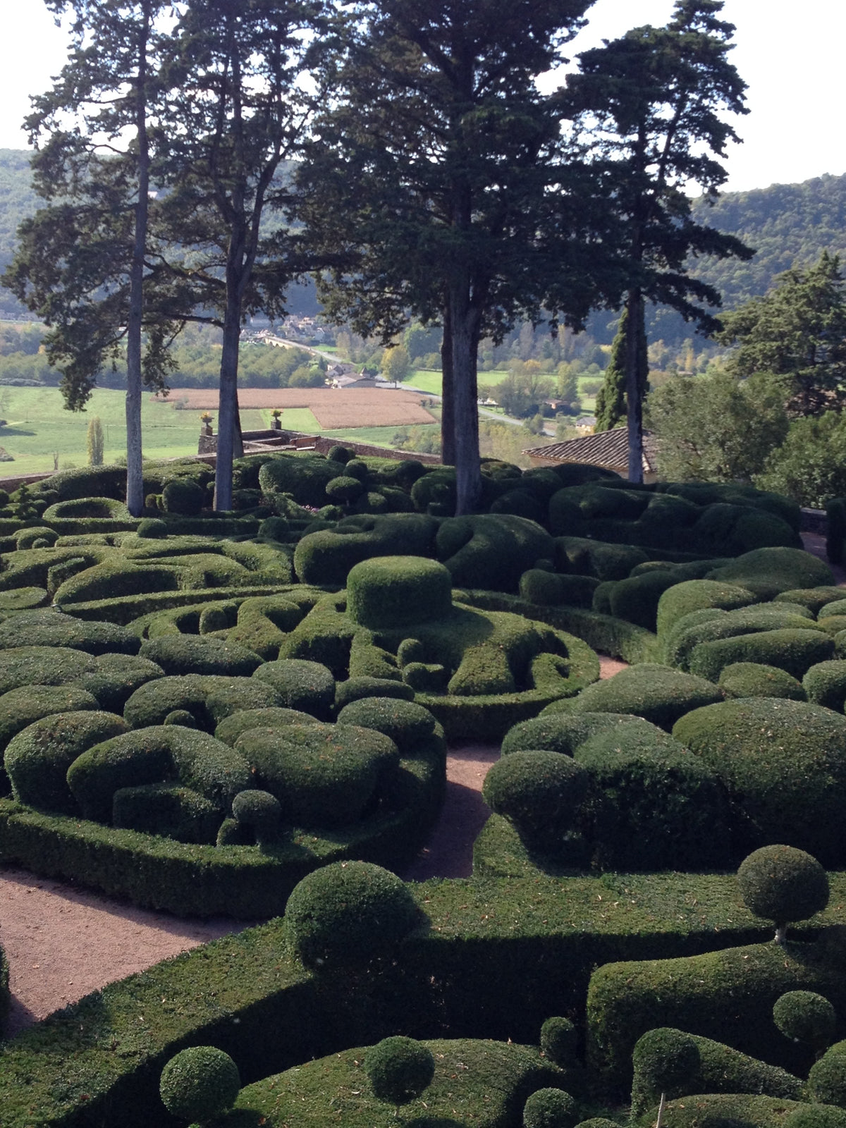 Amazing box shapes in garden