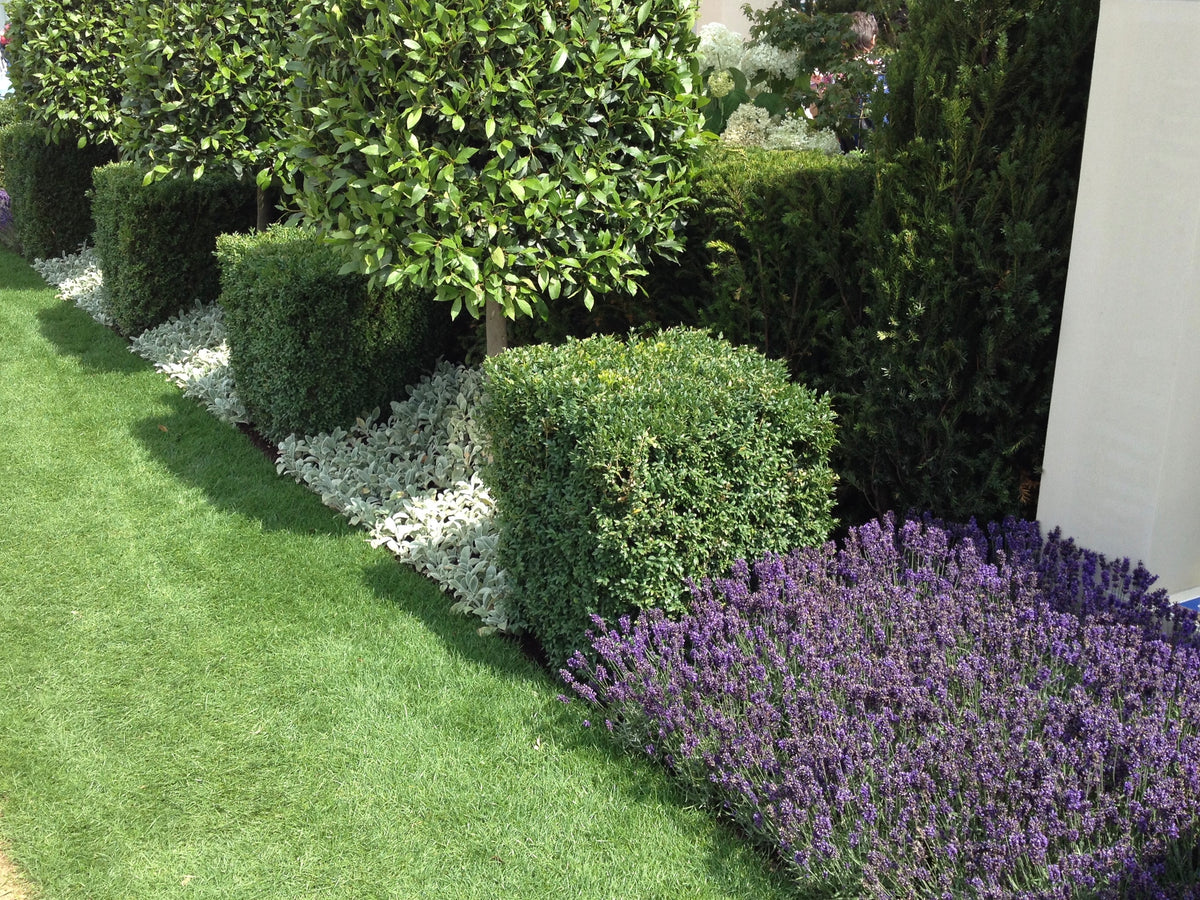 Beautiful evergreen border with lavender, bay, box and lamb's ear