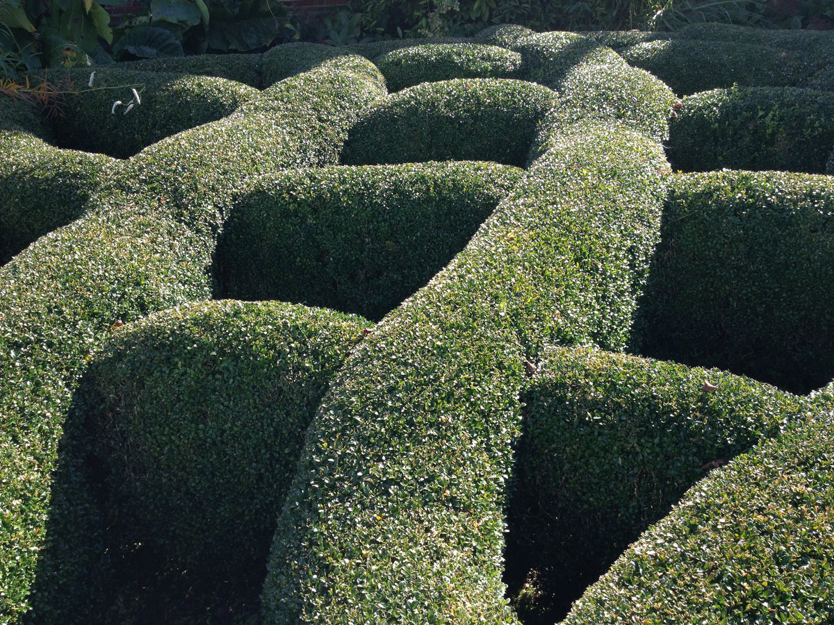 Criss-cross box hedge