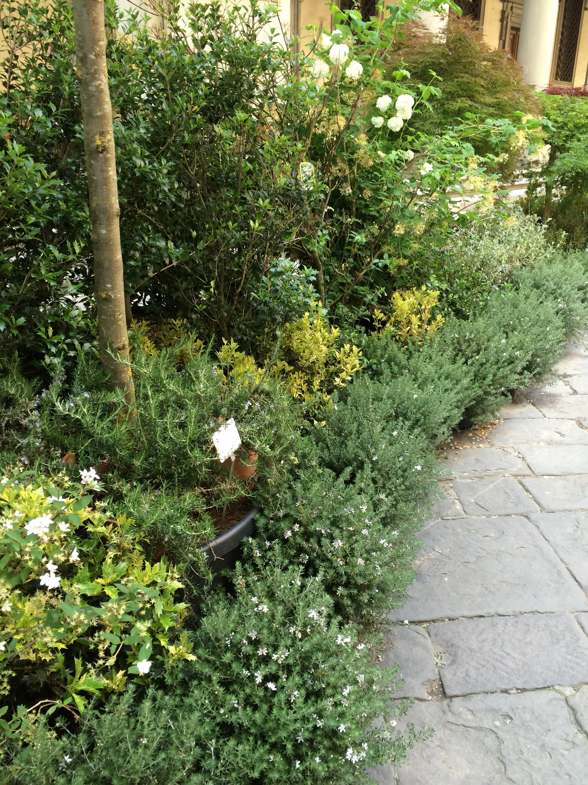 Living Border made from Pots in street