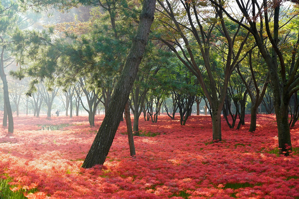 Red Flowers under trees