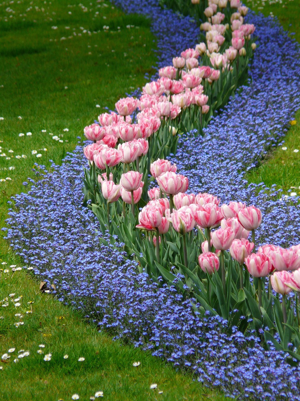 Tulips in forget me nots