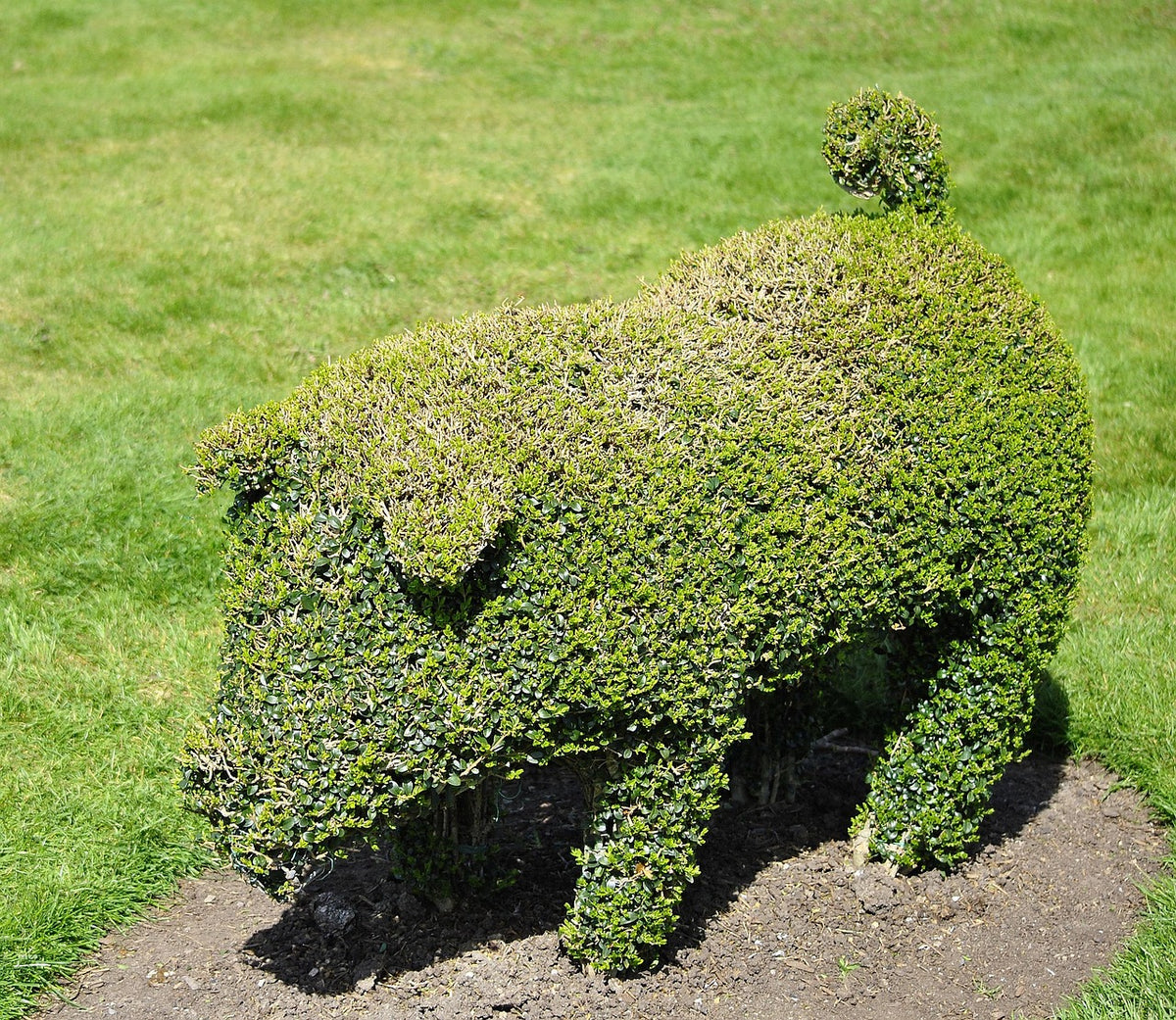 Topiary Pig