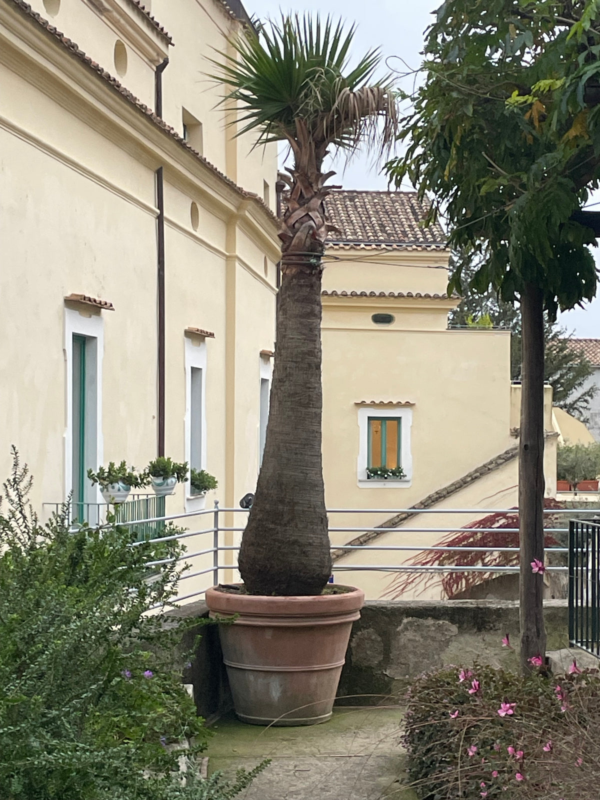 Large Palm in small pot