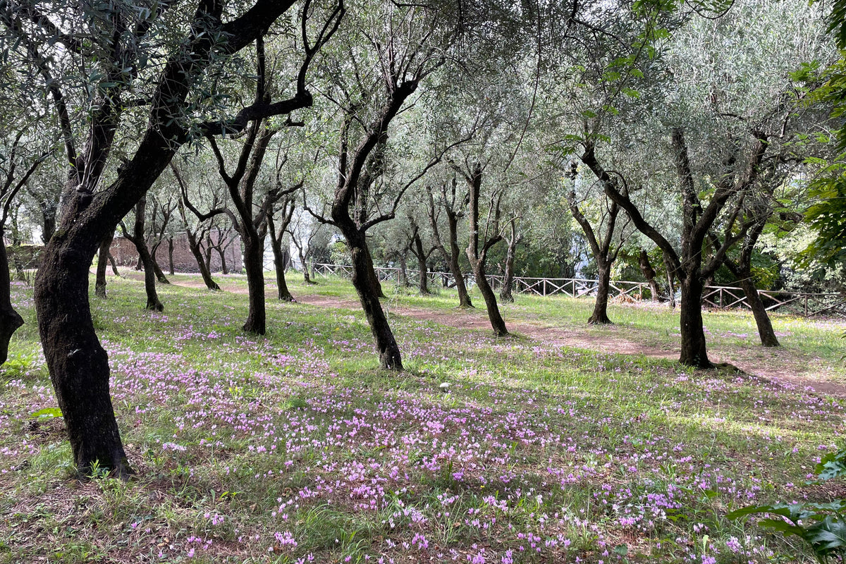 Olive Trees in Italy