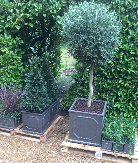 Plants Various in Chelsea Faux Lead Planters