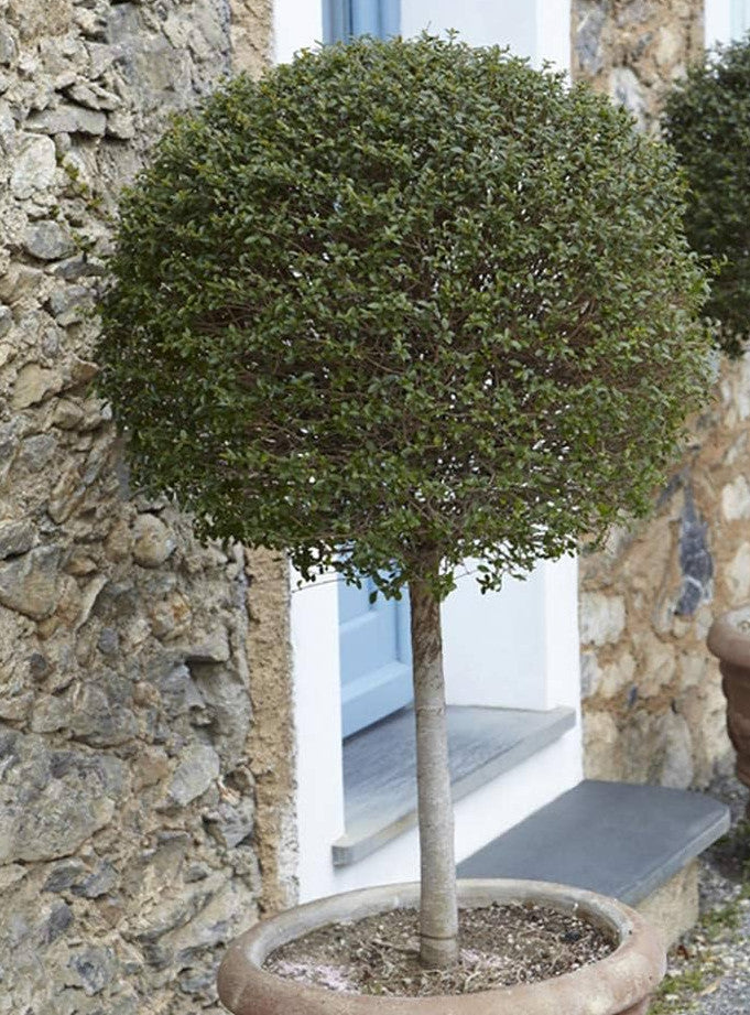 Privet Tree in Italian terracotta Pot – Terrace Gardener