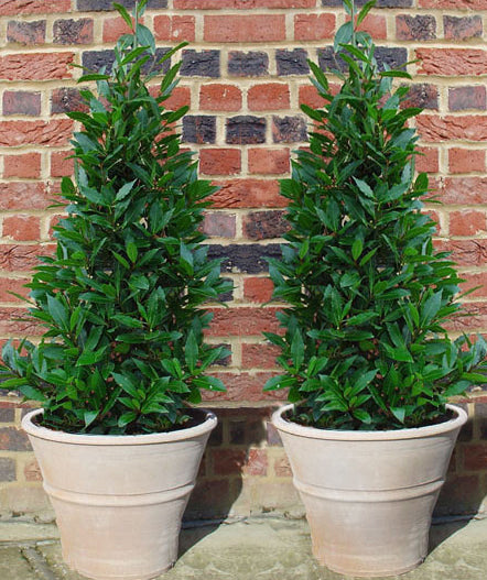 Pyramid Bay Trees in cretan terracotta pots