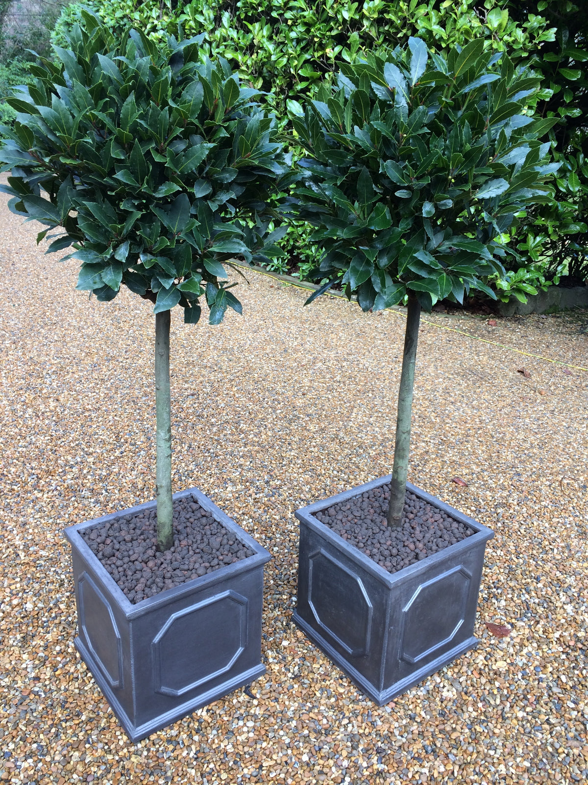 bay plants in pots Bay Tree in Faux Lead Chelsea Box – Terrace Gardener