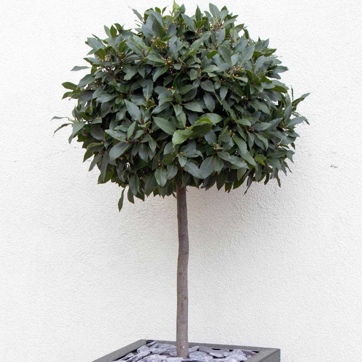 Bay Tree Standard in Clayfibre faux lead cube