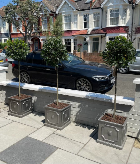 Bay Trees in Lionhead faux lead planters front garden London