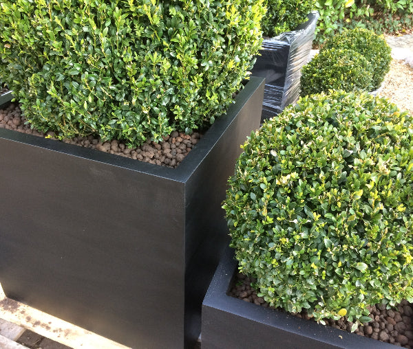Close up of box balls in Polystone cube planters