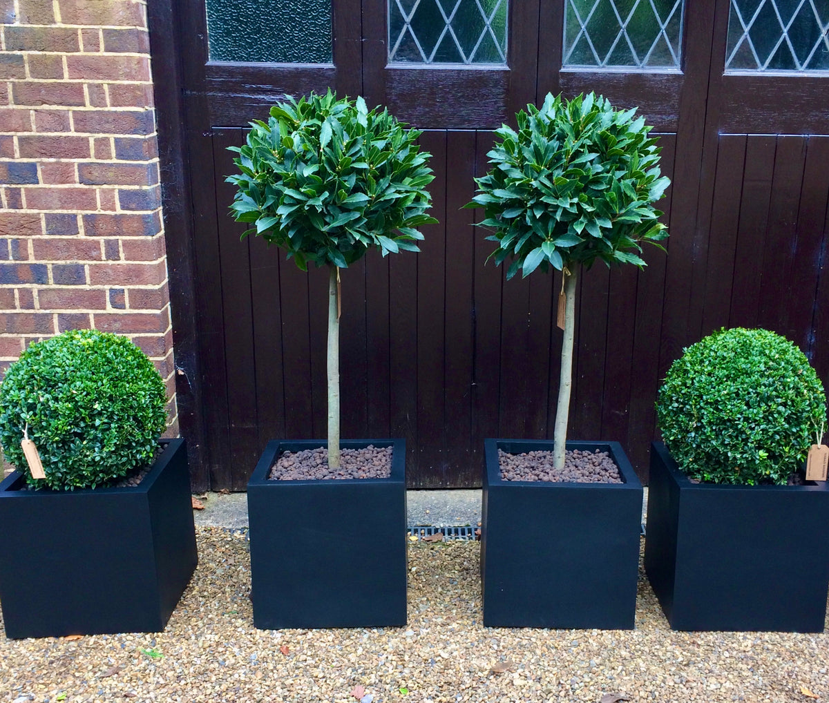 Lovely Bay trees and box balls in black cube planters