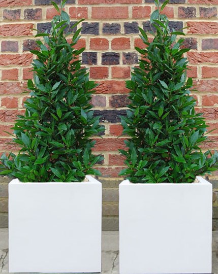 Bay Pyramids in White Polystone Cubes