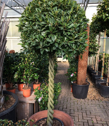 Plaited Bay Tree