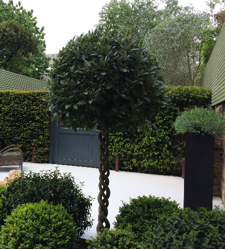 Plaited Bay in Back London Garden white paving