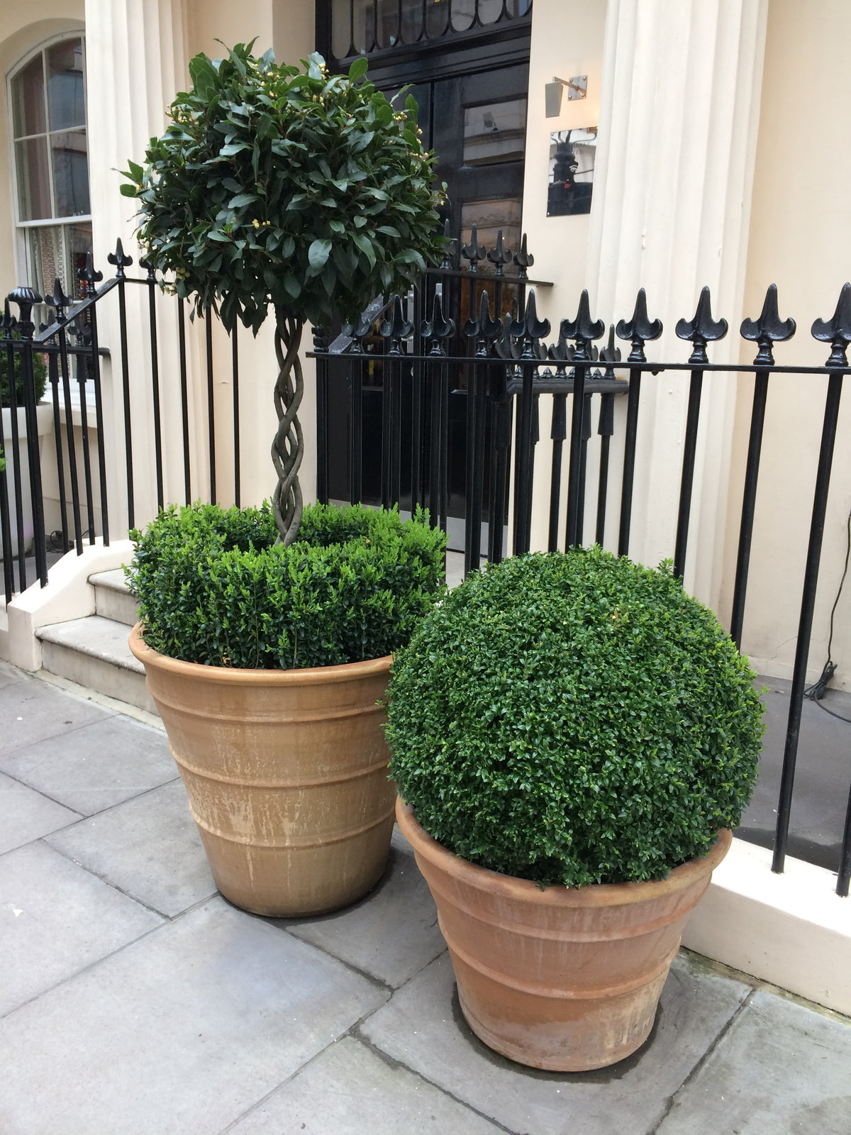 Spiral Bay with box in Terracotta pots