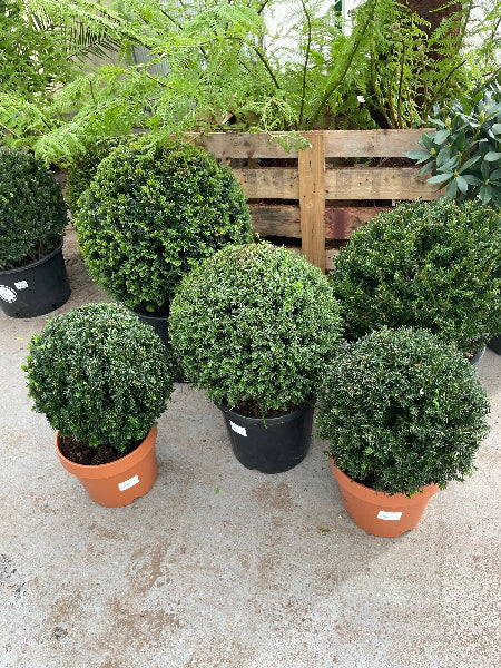 Yew Balls Various