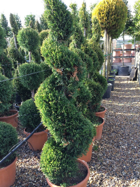 Yew Tree Spiral