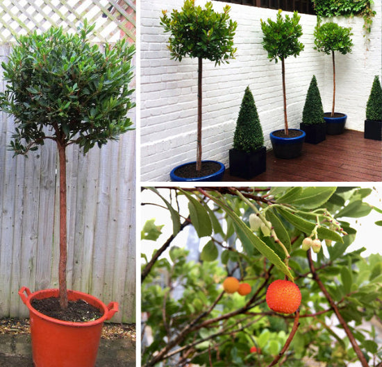 Strawberry Tree