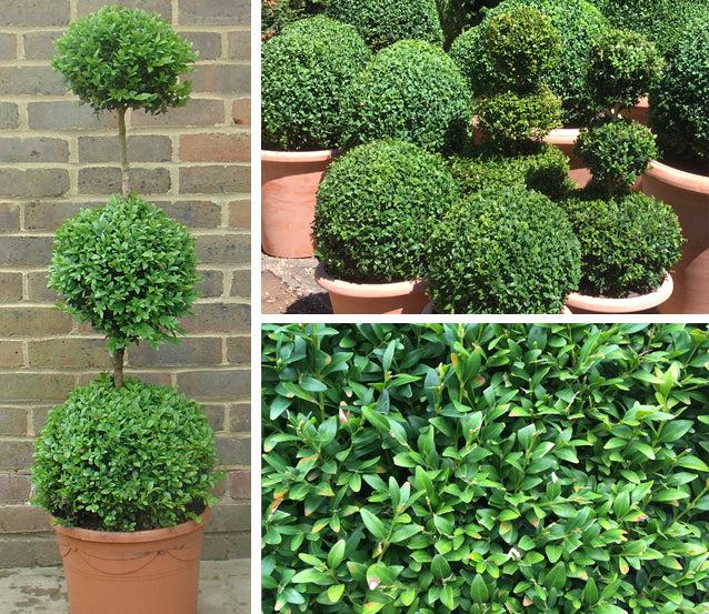 Box Triple Ball – Terrace Gardener