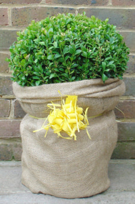 Box ball gift