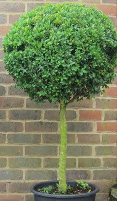 Box Tree
