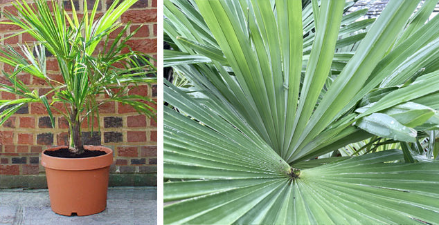 Palm tree plant