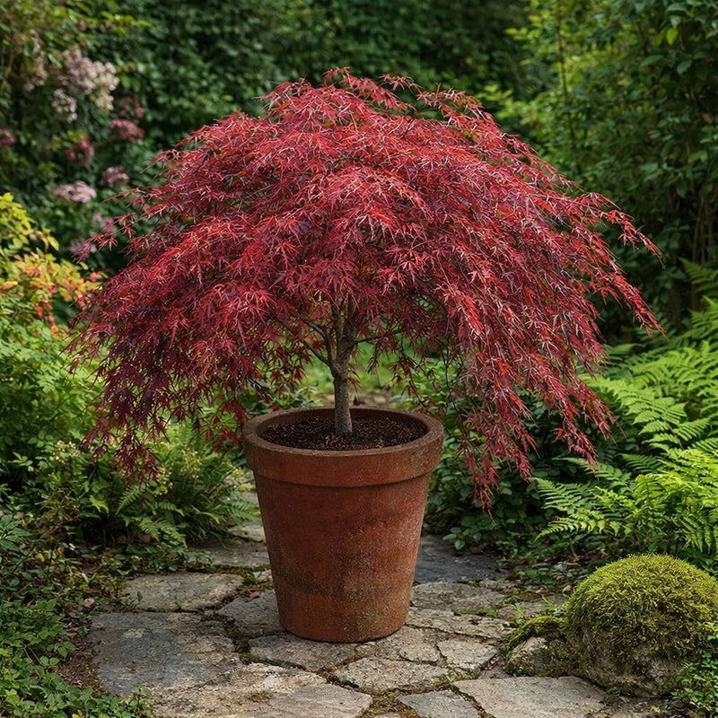 Corten steel planter with red weeping Japanese maple in a garden setting