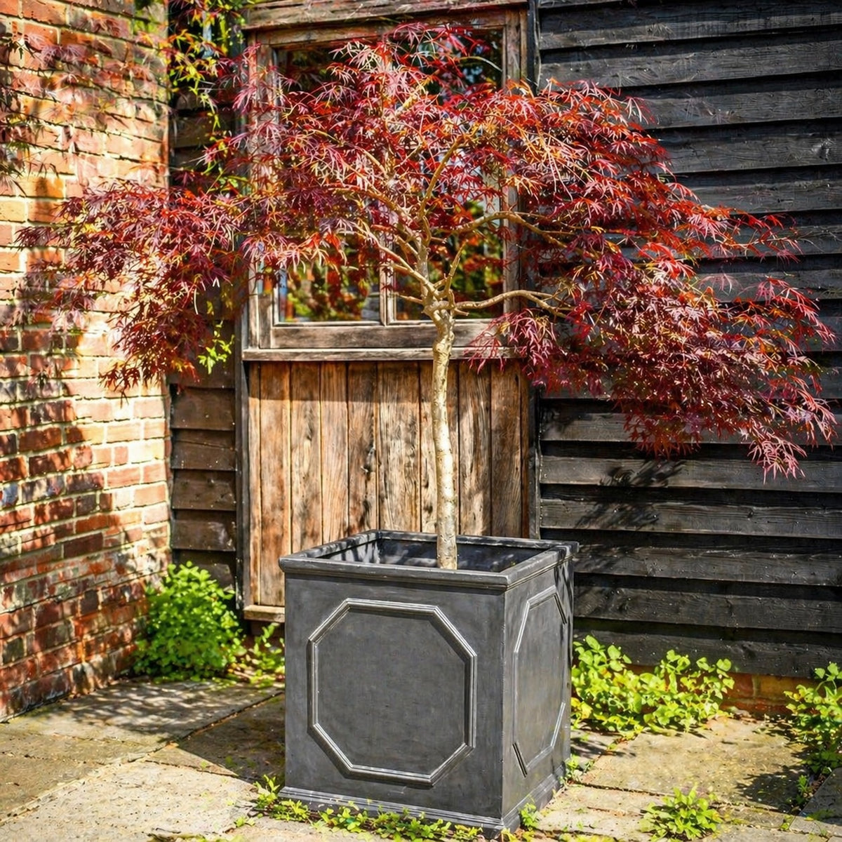 Large faux lead chelsea cube square planter with japanese maple next to doorway in courtyard