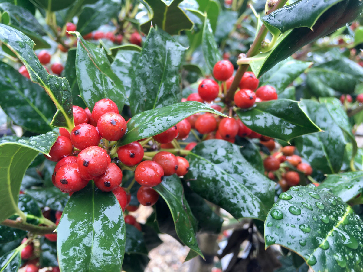 Close up of Holly Berries