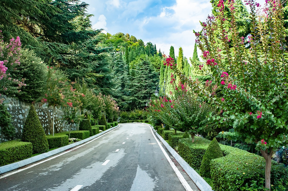 Lovely Topiary Borders along road