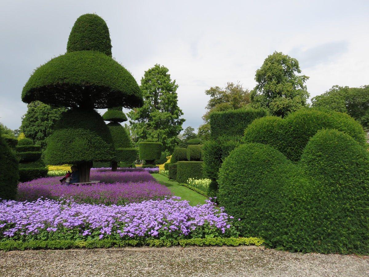 Topiary Trees with purple flowers