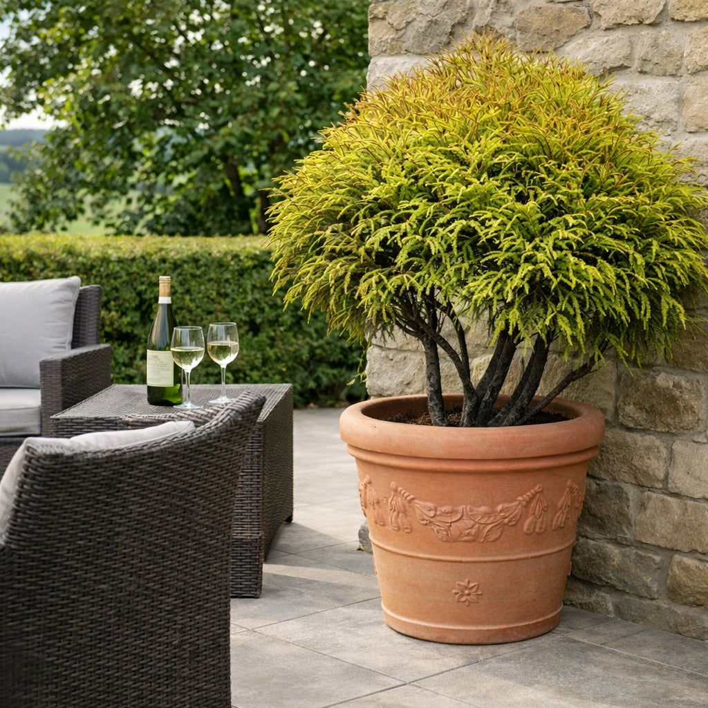 Japanese Cedar tree in large decorative terracotta planter on patio terrace beside outdoor seating with a glass of wine