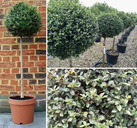 privet tree