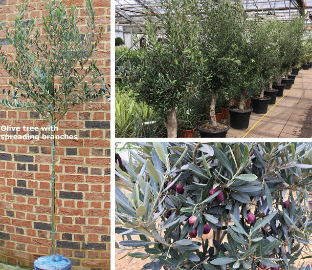 Natural Olive Tree