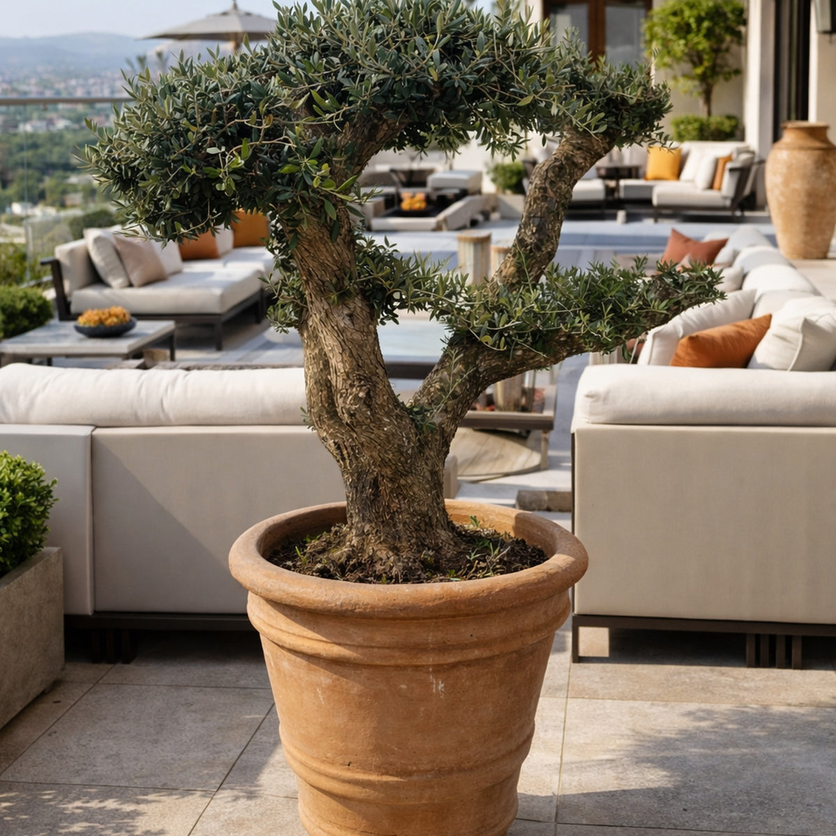 Olive Tree in Lucretia terracotta pot on hotel terrace
