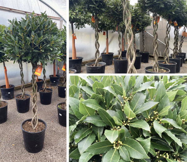 Plaited stem bay trees