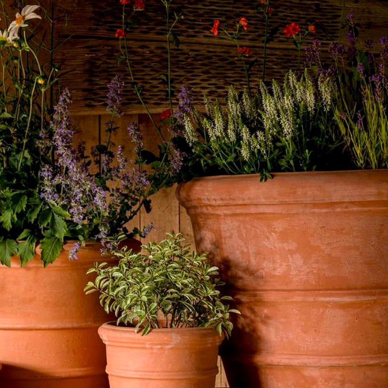 Premium terracotta garden planters with flowering herbs and lavender – luxury restaurant terrace display pots for patios, courtyards and hospitality spaces