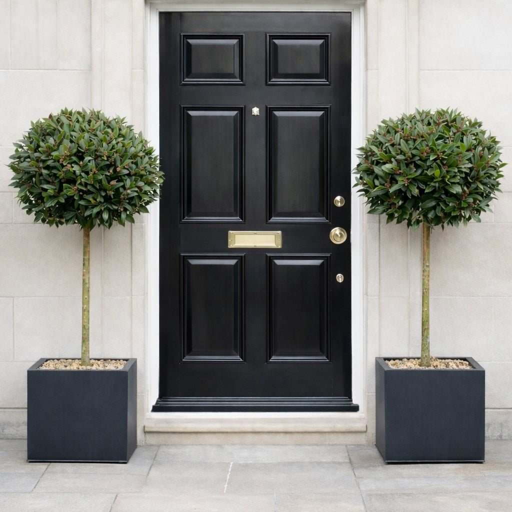 Ready planted bay trees in black polystone cube planters by front door