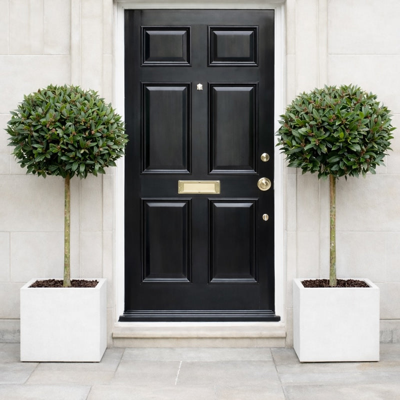 Ready planted bay trees in white polystone cube planters by front door
