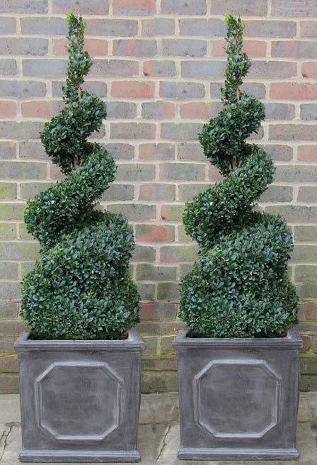 Box Spiral in Chelsea Faux Lead Box