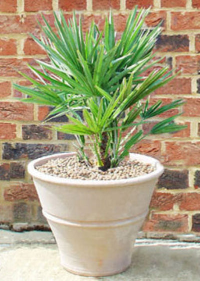 Palm in Cretan Pot