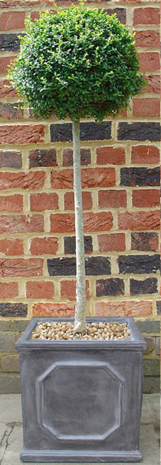 Privet Tree in Faux Lead Pot