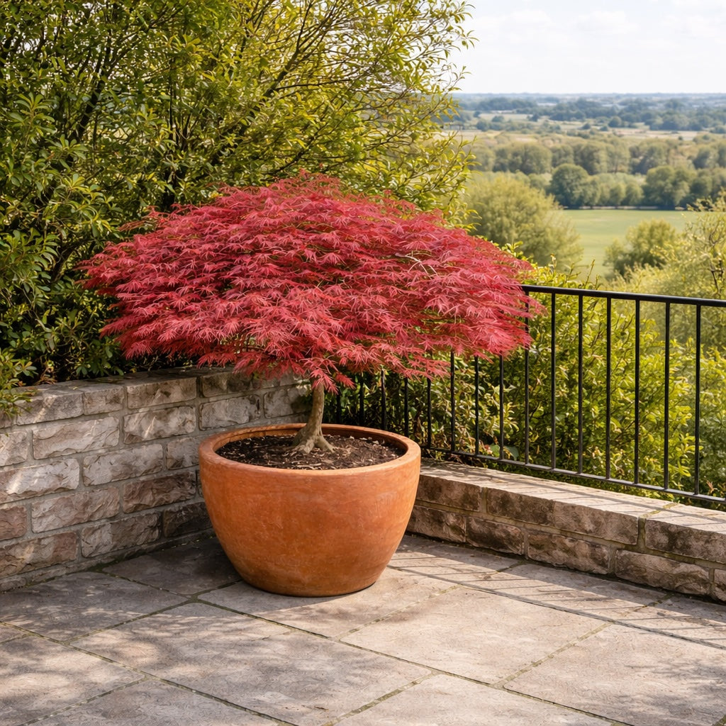 round egg terracotta pot with japanese maple overlooking English fields from the terrace